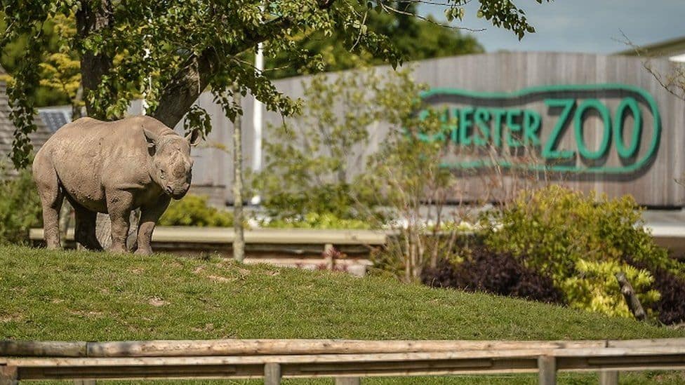 Image of Rhino at Chester Zoo.