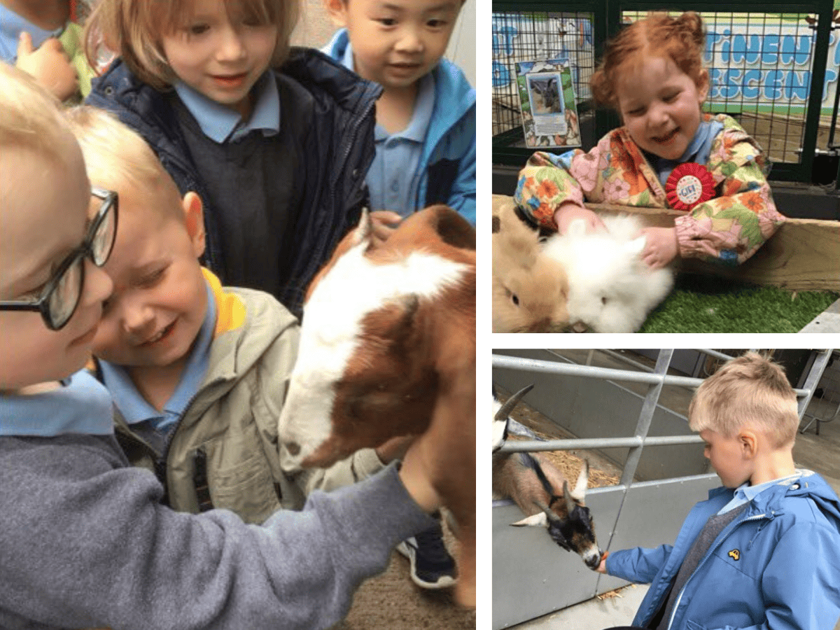 Cheadle Hulme Primary School pupils from Pre-School pet, hold and feed different animals at Reddish Vale Farm.